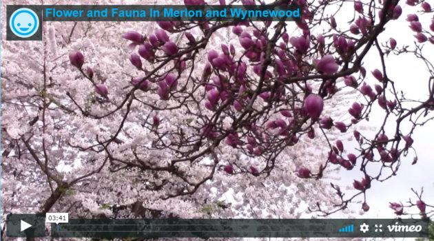 Flower and Fauna in Merion and Wynnewood