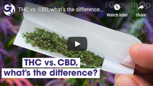 THC vs CBD