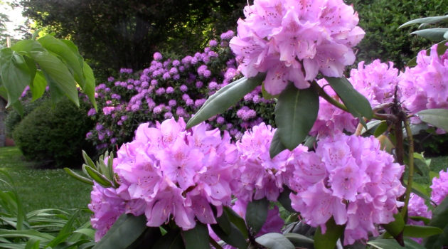 In Merion Peeking at Rhodys Pealking