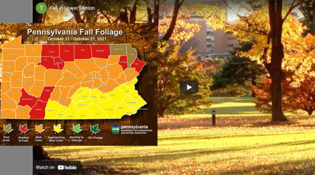 Fall in Lower Merion PA Foliage Forecast