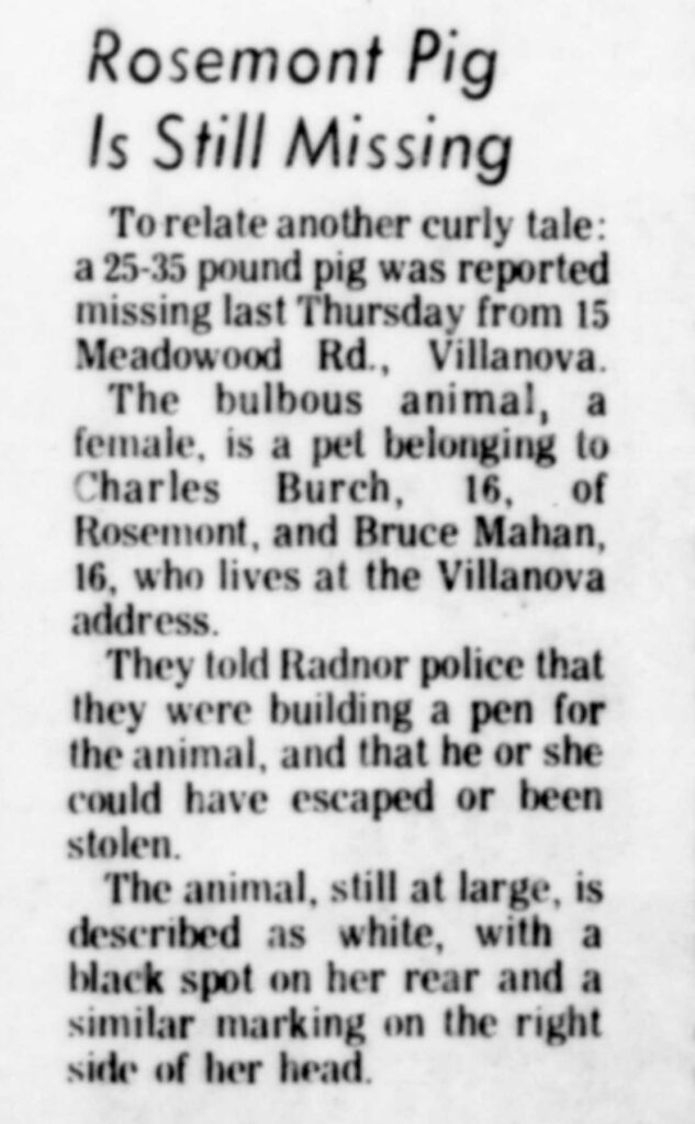 Rosemont Pig