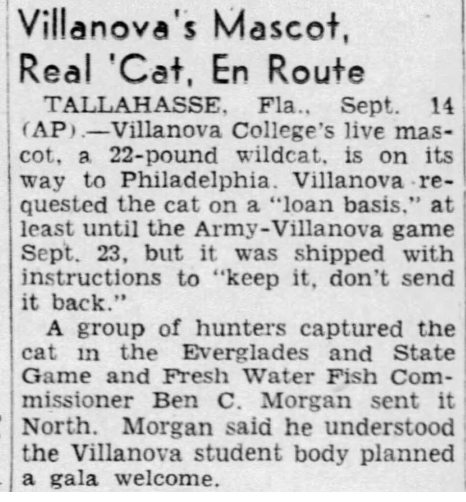 Villanova Cat
