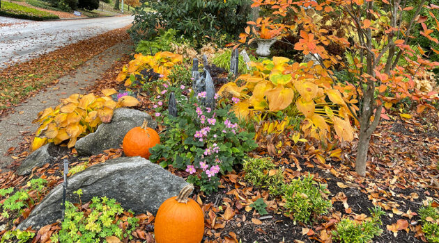 Fall in Merion Pumpkin