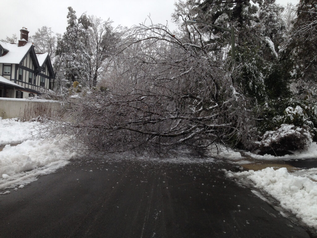 If A Tree Falls In Merion - 2014
