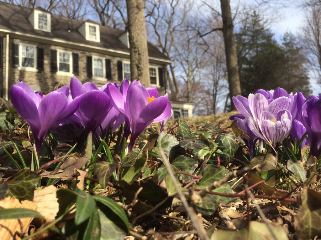 Crocuses in Merion