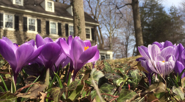 Crocuses in Merion FB