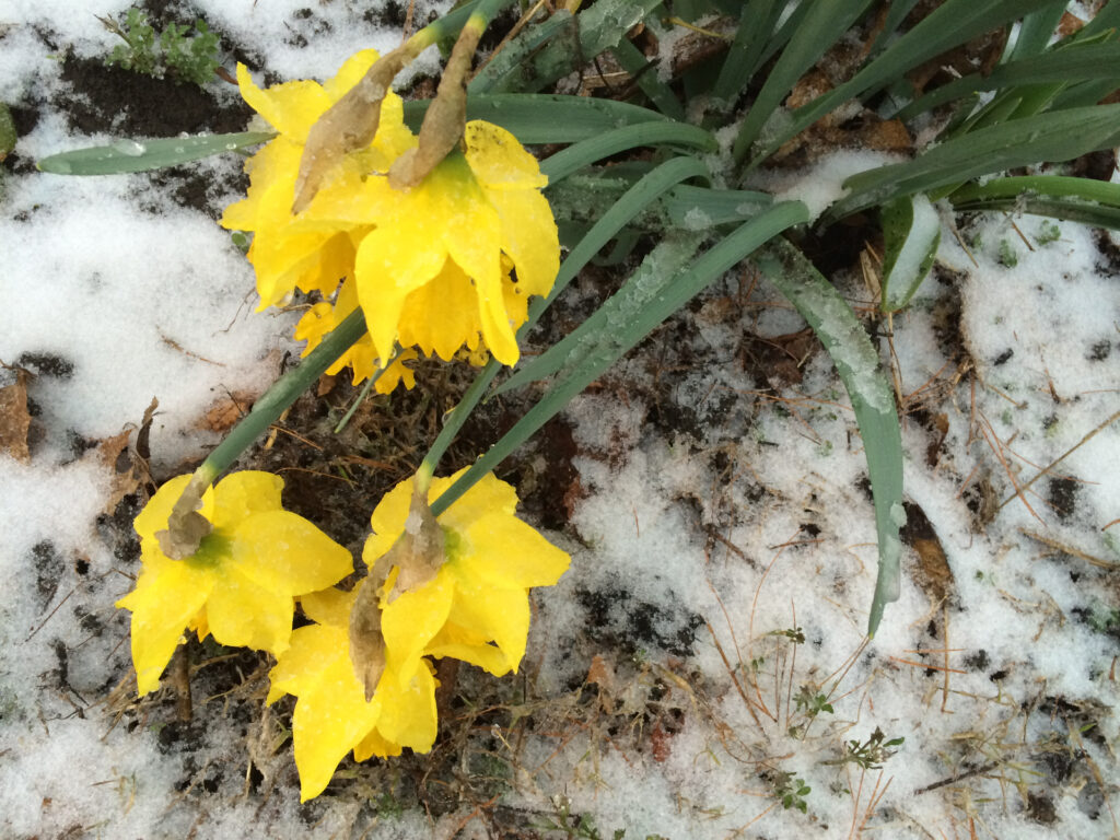 Daffodils on Ice
