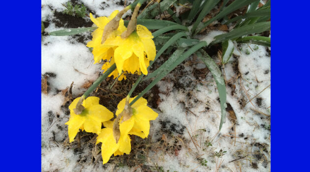 Daffodils on Ice FB