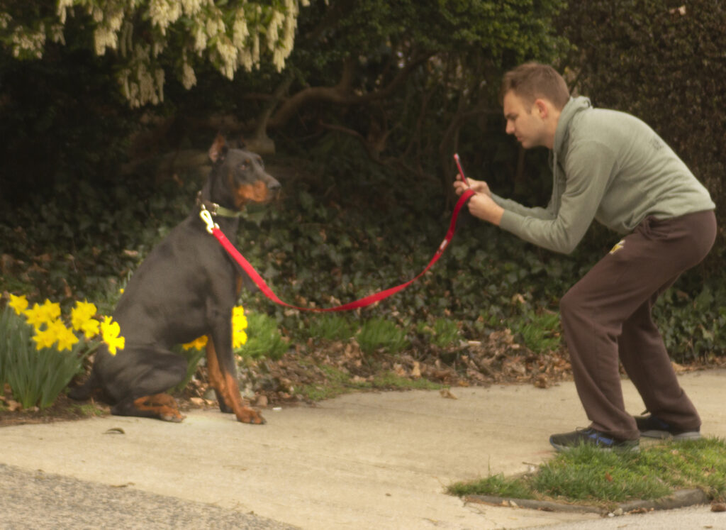 Dog Poses in Front of Daffodils