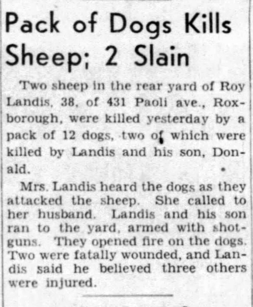 Paoli Sheep