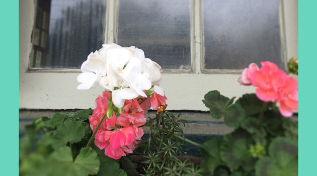 Flower Box At Merion Station FB