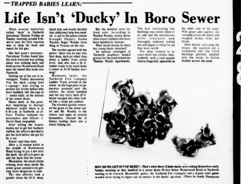 Narberth Ducks