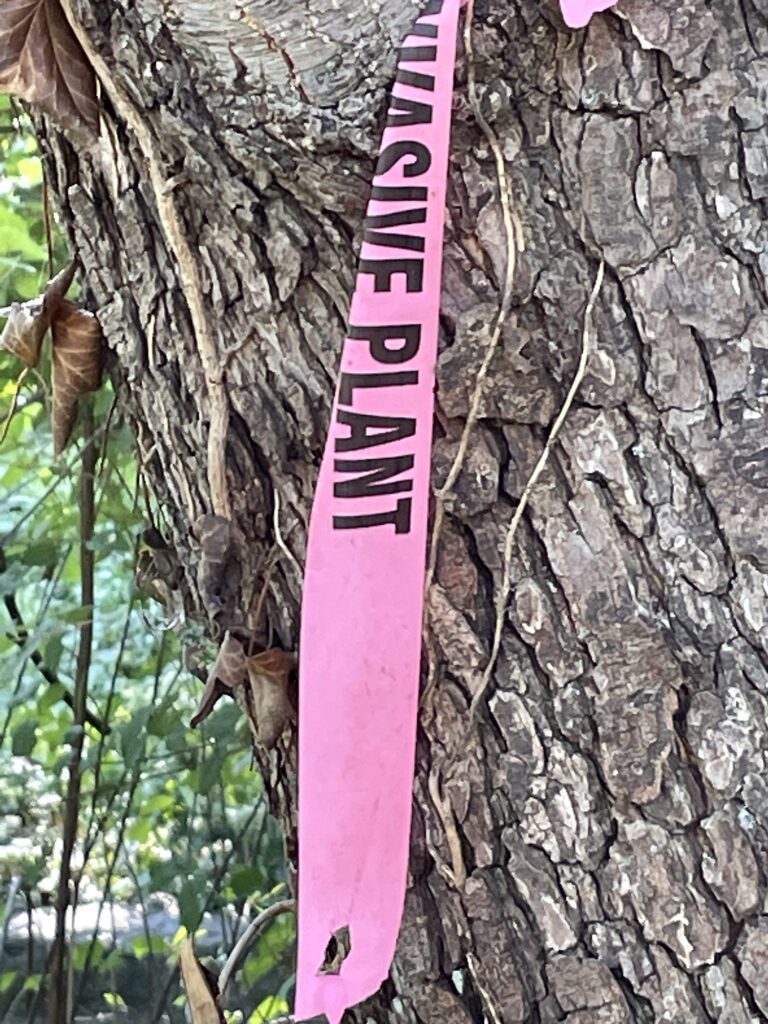 Invasive Plant