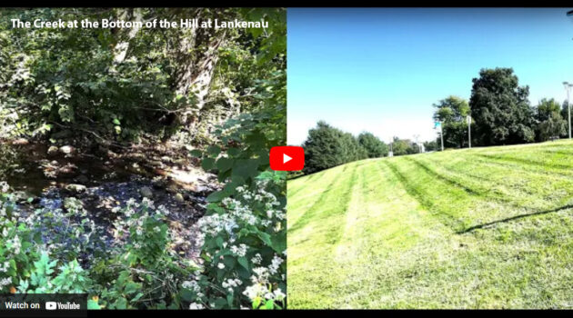 Lankenau Creek and Lawn