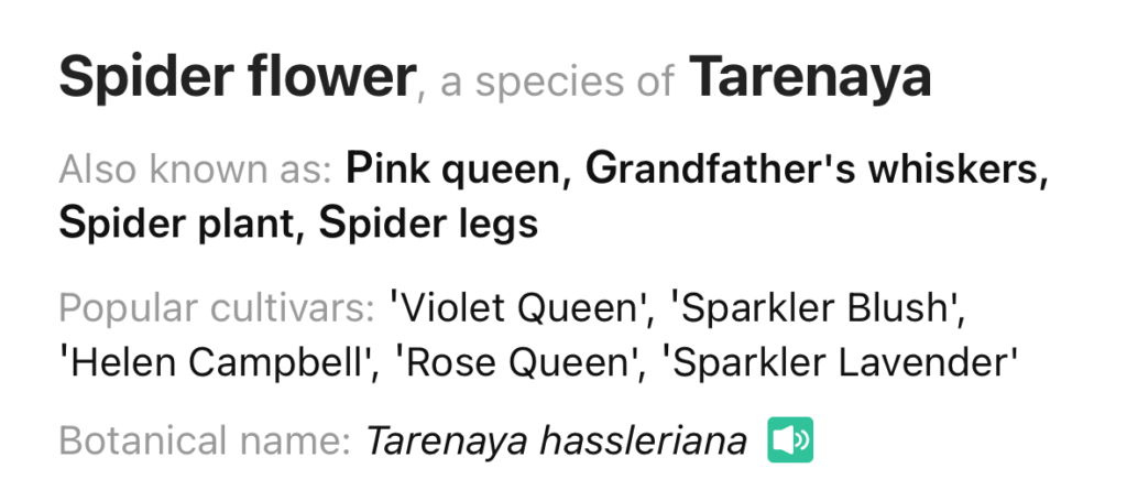 Spider Flower
