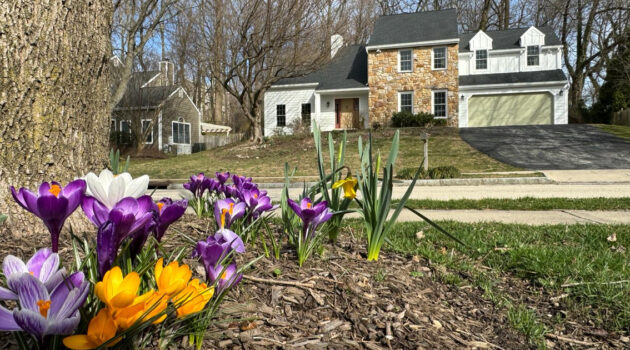 Croci in Wynnewood