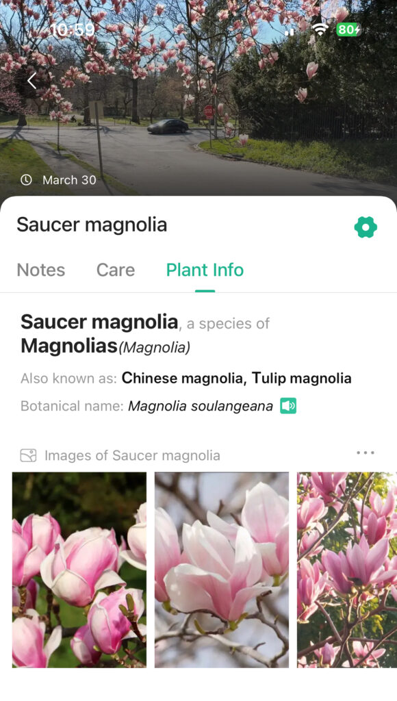 Magnolia